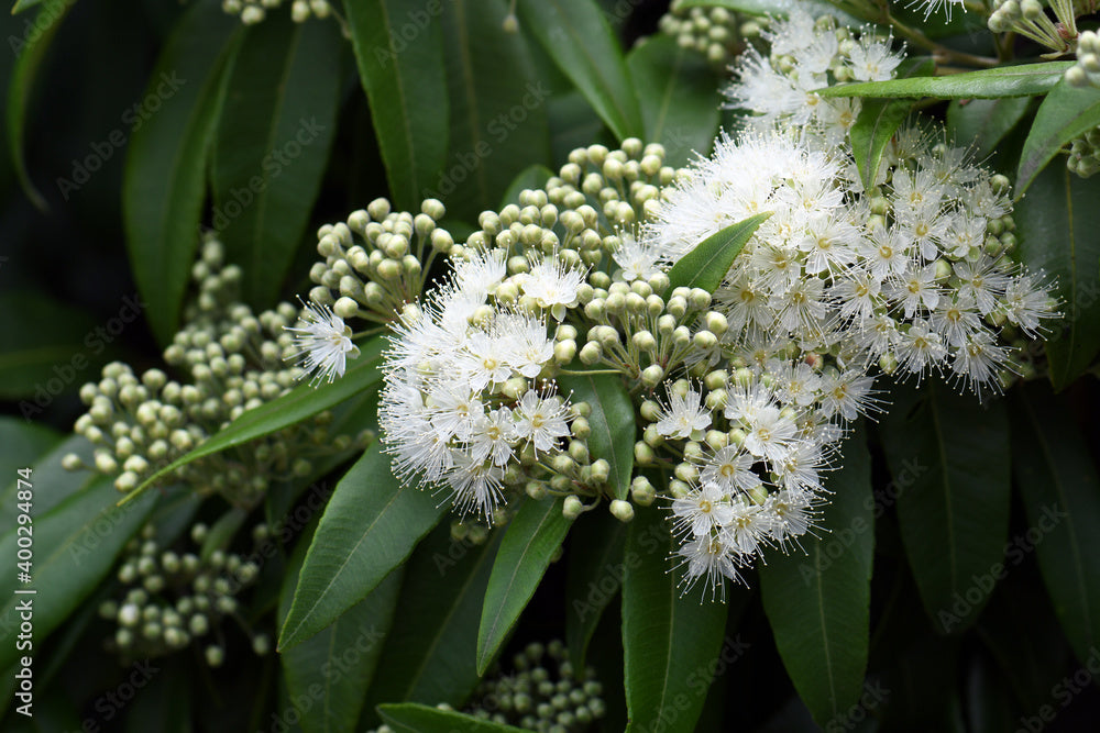 Rich green leaves with snowy Lemon Myrtle blossom, text with Sunshine for your nose